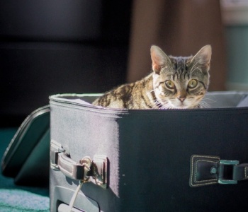 Car Travel With Cats — Road Trips \u0026 Moving