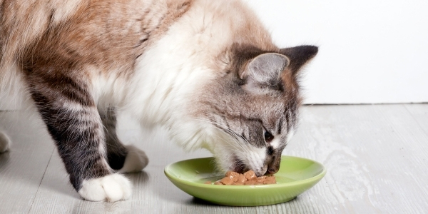 cat only eating wet food