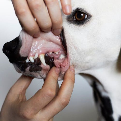 checking dogs gums for capillary rate