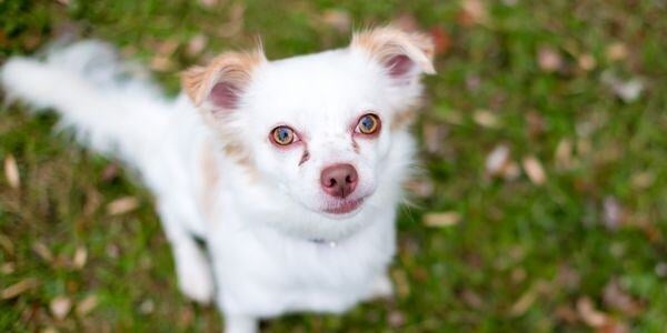 chihuahua mix with tear stains