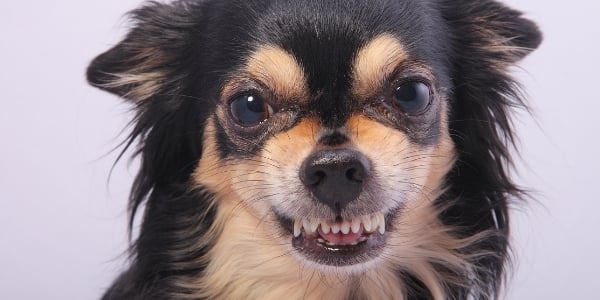 chihuahua showing teeth resource guarding signal