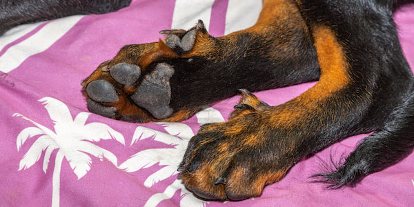 what dog breeds have dew claws on back feet