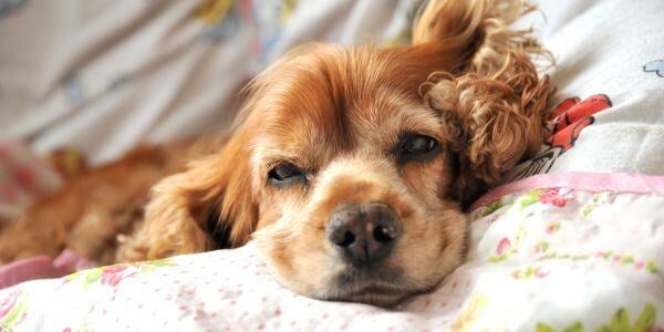 cocker spaniel with mass cell tumor