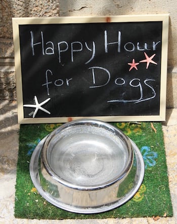 community dog water bowls