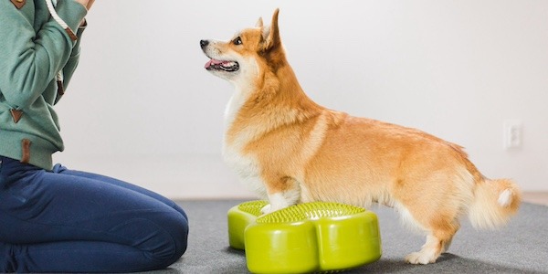 corgi practicing paws up on balance disc