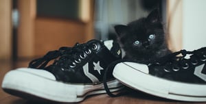 la pulvérisation de chat peut être en réponse à des odeurs extérieures entrant sur vos chaussures