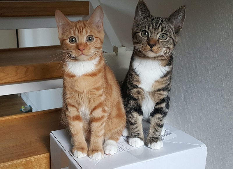 bringing a new cat into a home with another cat