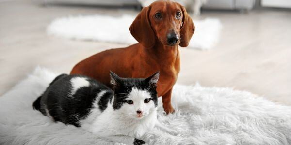 dachshund and black and white cat on a rug