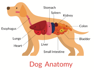 where is a dogs colon located