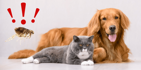 dog and cat and flea dermatitis