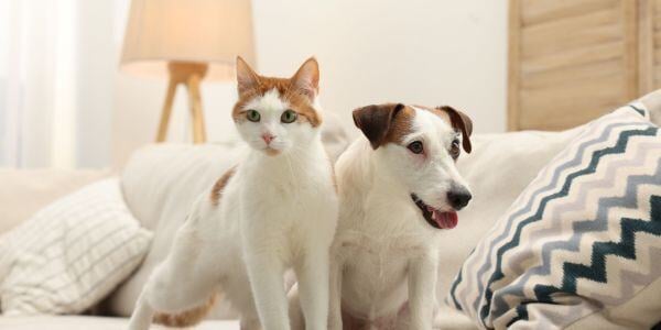 dog and cat on the couch