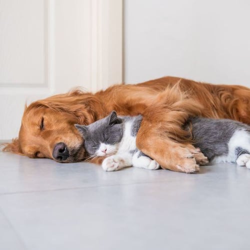 dog and cat sleeping on the floor together