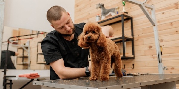 dog at groomer standing on table