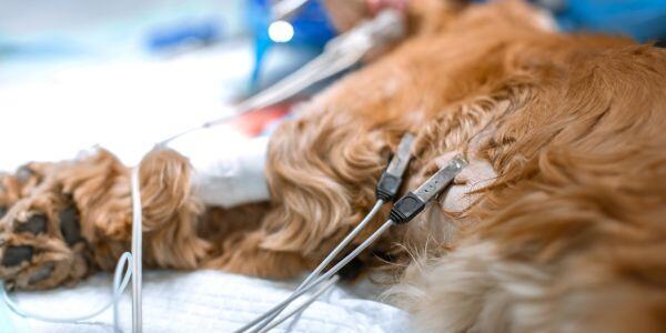 dog at the veterinarian getting an EKG diagnostic test for heart disease