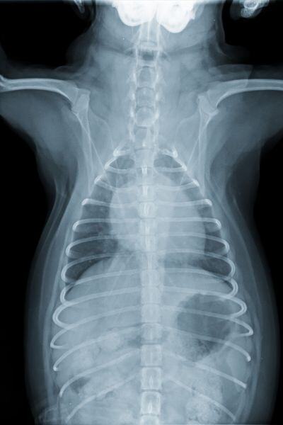 dog chest x-ray