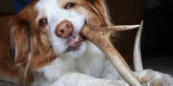 are himalayan chews safe for puppies