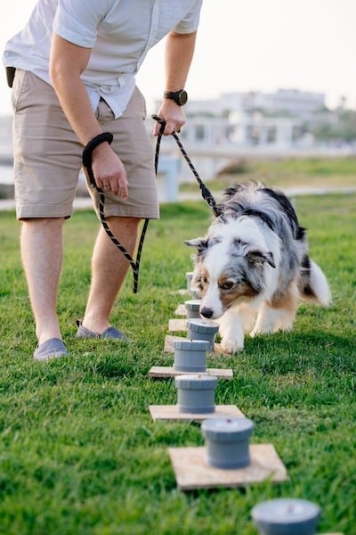 dog container search nose work