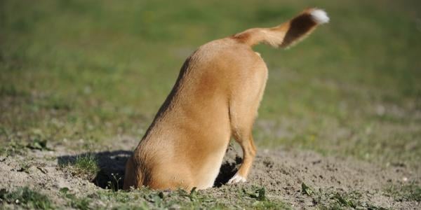 6 Effective Ways to Stop a Dog From Digging Holes