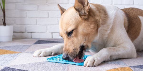 dog licking peanut butter off a lick mat