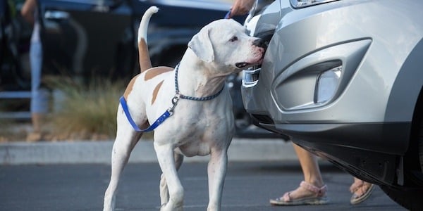 dog nose work exterior car search