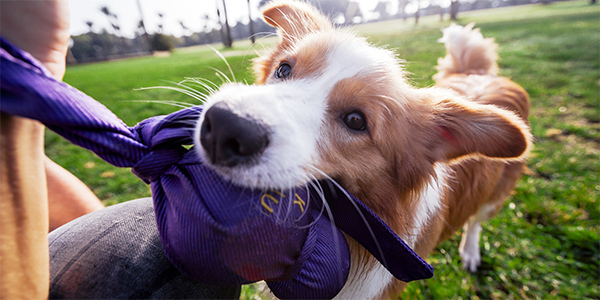 puppy eating rope toy