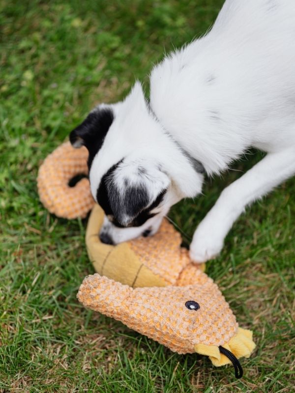 washing dog rope toy