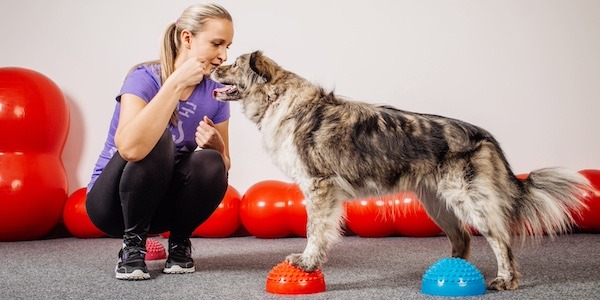 dog practicing body awareness and paws up on paw pods 