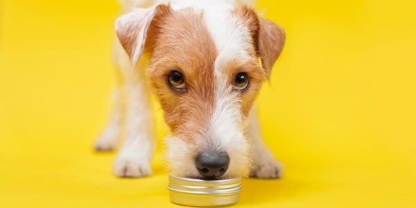 dog sniffing scent tin