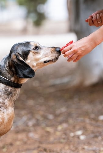 dog sniffing scent tin for nose work