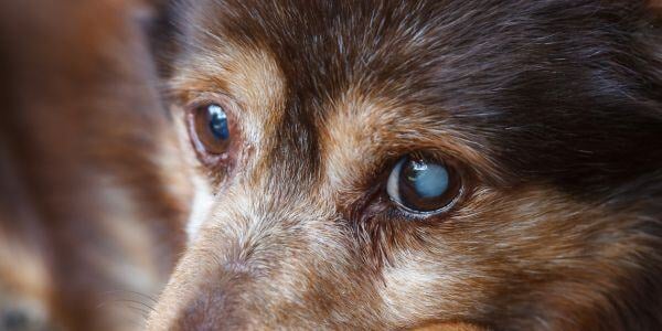 dog with a cataract in one eye