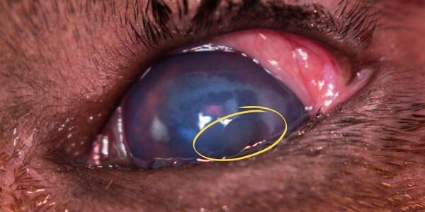 dog with corneal ulcer and entropion