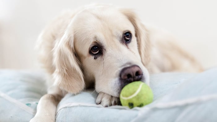 Chews Wisely: A Guide to Safe Dog Chews and Non-Toxic Toys - The National  Canine Cancer Foundation