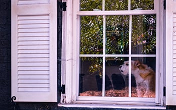 Alert Barking: The Dog Equivalent to "Get Off My Lawn!"