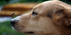 cane che guarda l'ape che vola per il naso 