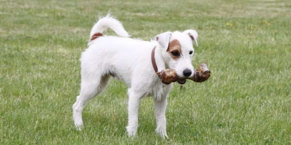 the-hard-truth-about-bones-for-dogs-preventive-vet