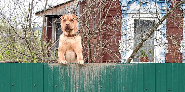 how to stop dogs barking at fence