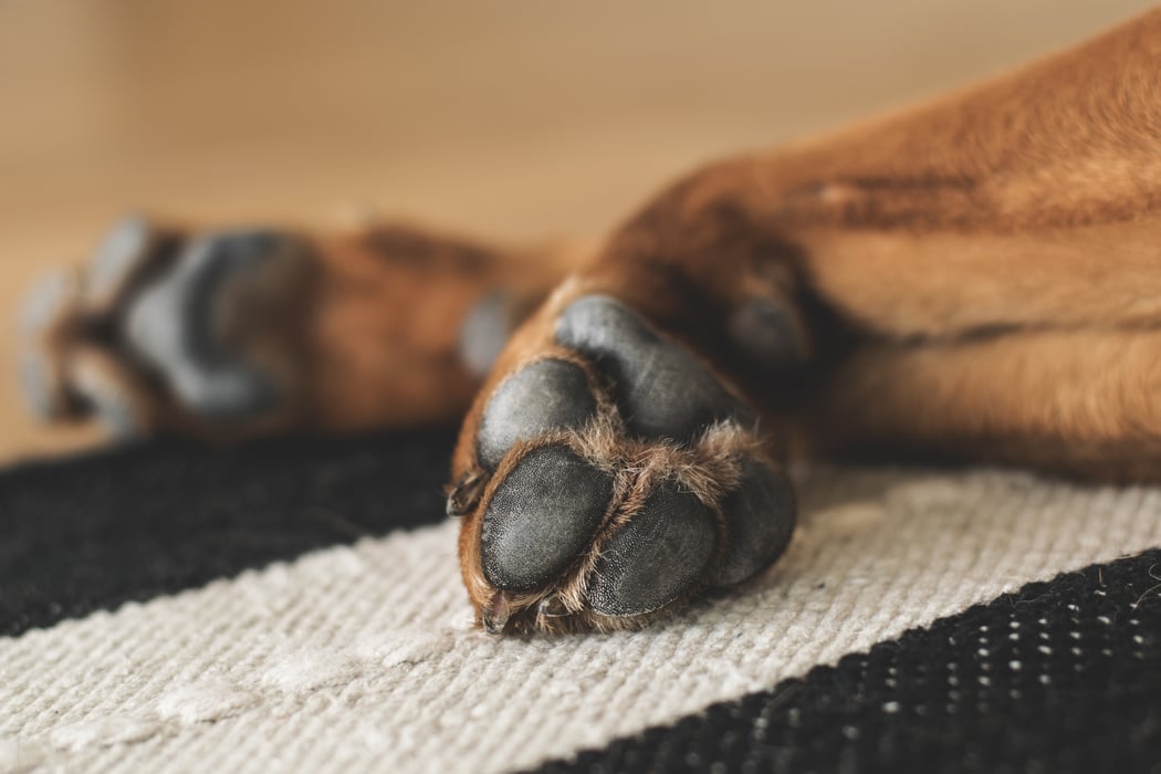 How to Properly Care for Your Dog's Paw Pads