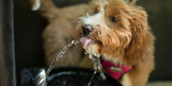 What Is Lurking in Your Dog's Water Bowl?