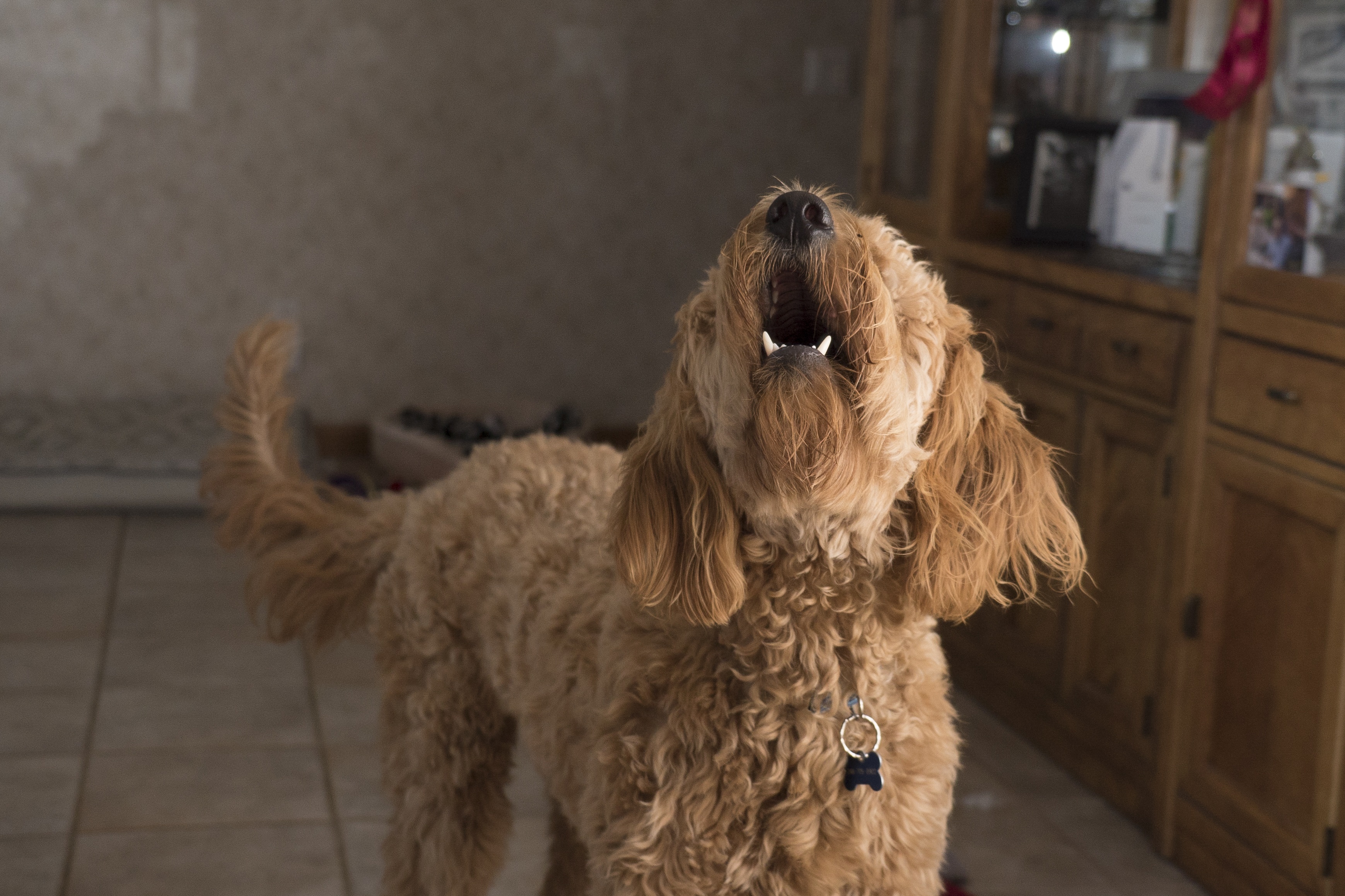 ways to stop your dog from barking