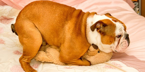 dog humping doll