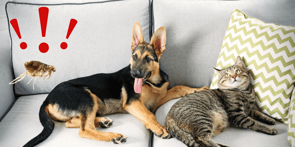 flea infestation on dog and cat at home