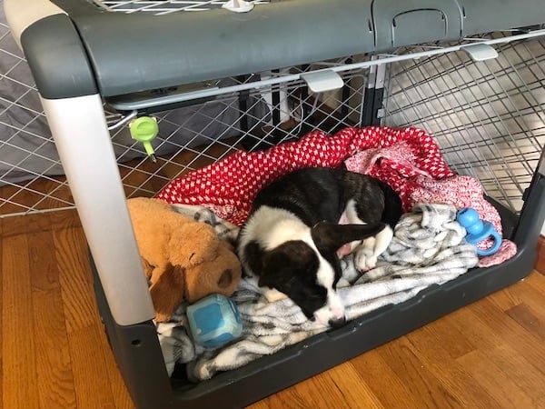 How To Crate Train a Puppy: Day, Night, Even If You Work (2024)