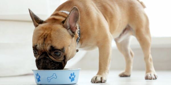 french bulldog eating-canva