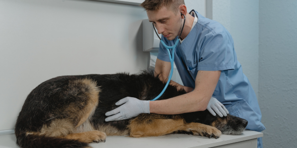 german shepherd at the veterinarian