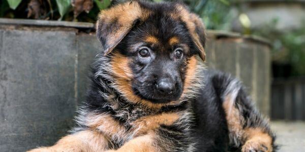 german shepherd puppy suffering from megaesophagus