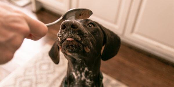 german shorthair pointer licking peanut butter off a spoon