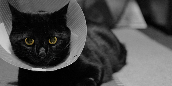 Your Cat in a Cone: Elizabethan Collar 