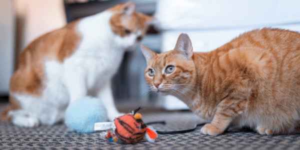 cat toy ball under blanket