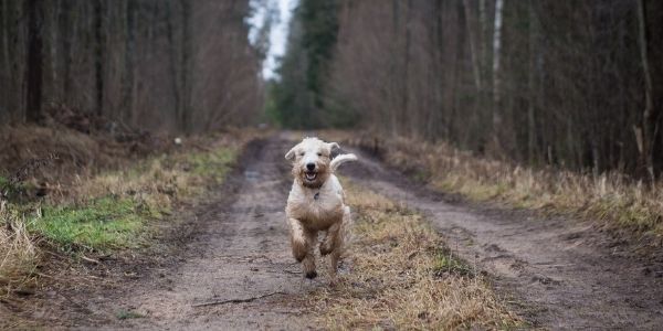 off leash puppy training