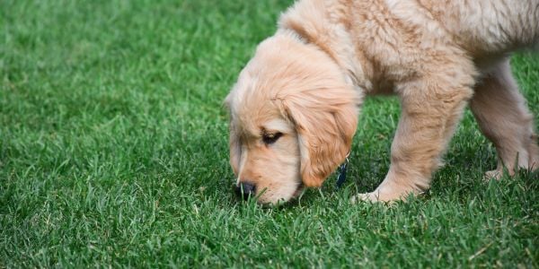 golden retriever sniffing grass before peeing on lawn